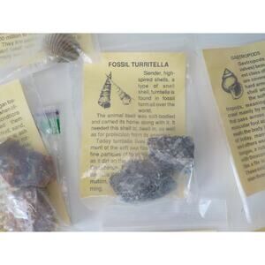 Fossils 12 Specimen Bundle w/ description card School Teacher Class Project